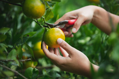 Close-up of hand holding fruit