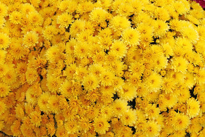 Full frame shot of yellow flowering plants