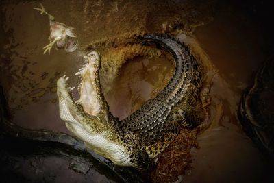 High angle view of crocodile in water