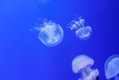 Close-up of jellyfish against blue background