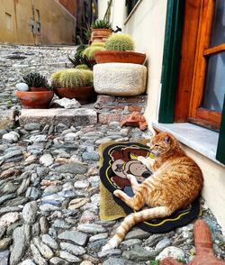 High angle view of cat on potted plant