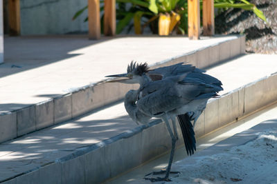 Pigeon perching on a retaining wall