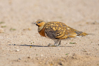 Close-up of bird