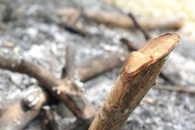 Close-up of tree trunk on rock