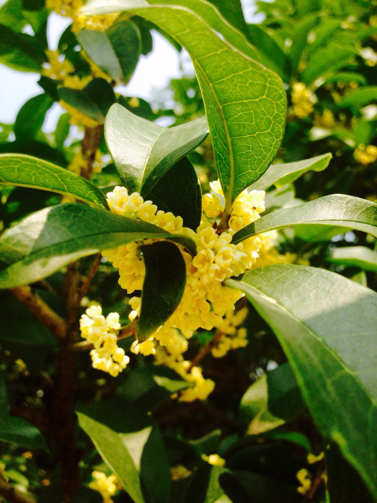 Sweet Osmanthus Flower