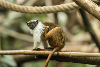 Monkey sitting on branch