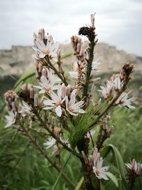 Close-up of white flowering plant