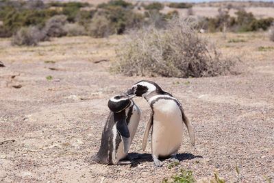 Penguin on field