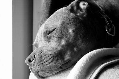 Close-up of a dog looking away