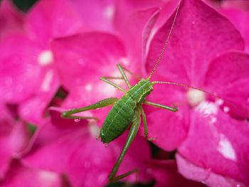 Close-up of insect on pink flower