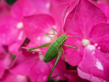 A macro of a grasshopper on hydrangea