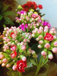 Close-up of pink flowers