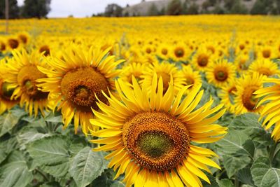 Sunflowers blooming on farm