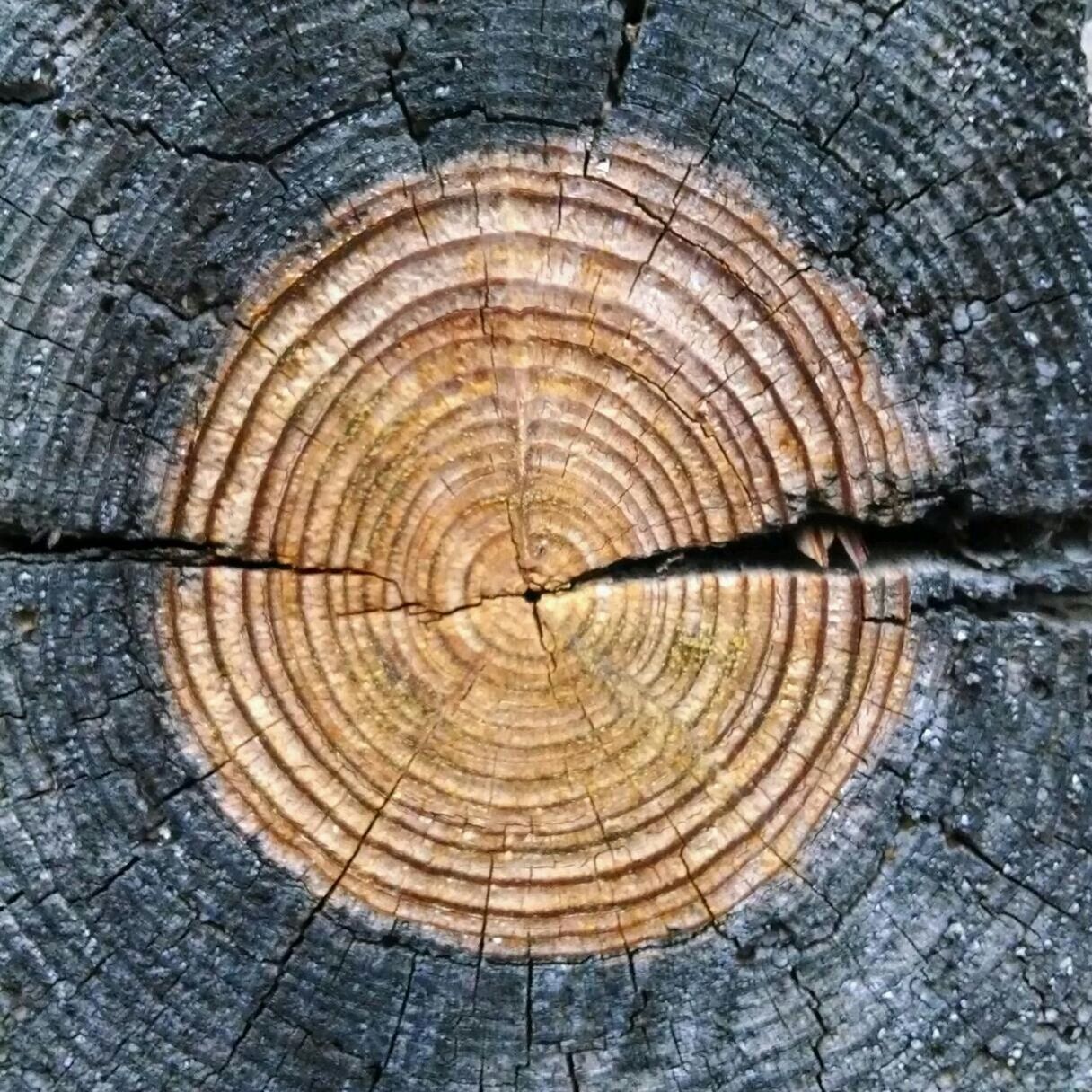 textured, pattern, wood - material, full frame, natural pattern, log, backgrounds, wood, close-up, wooden, day, circle, outdoors, old, no people, nature, tree stump, high angle view, weathered, built structure