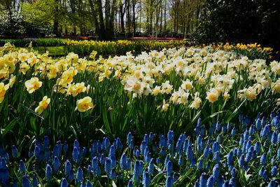 Close-up of yellow tulip flowers on field