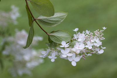 Close-up of flowering plant