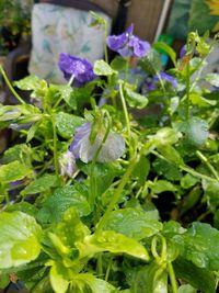 Close-up of purple flowers blooming outdoors