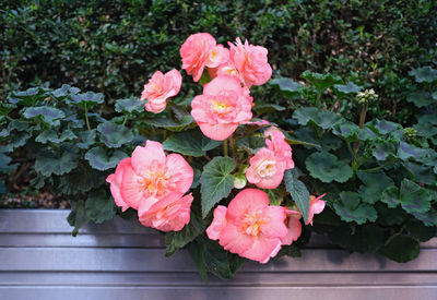 Close-up of pink flowering plant