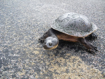 Turtle on road