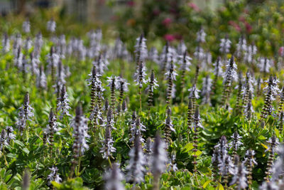 Close-up of flowering plants on land