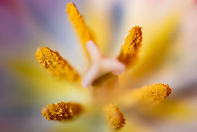 Close-up of yellow flowering plant