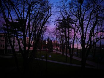 Bare trees against sky at night