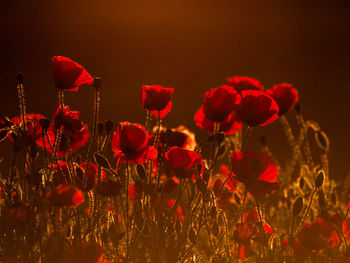 Close-up of red poppy flowers in field