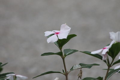 Close-up of white flowering plant