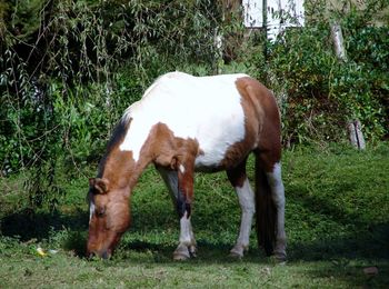 Horses grazing on field