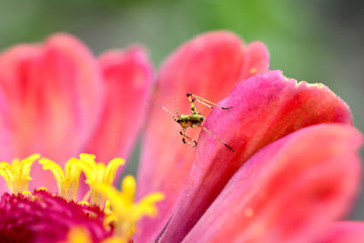 Close-up of insect on pink flower