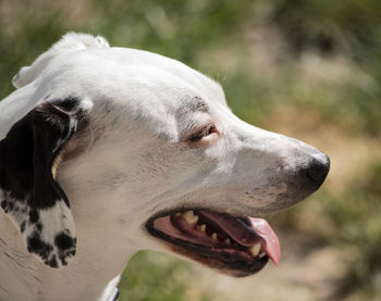 Close-up of dog looking away