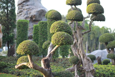 Close-up of succulent plants in park