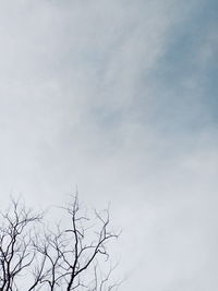 Low angle view of bare tree against sky