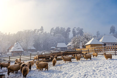 Sheep iin the stable in the country