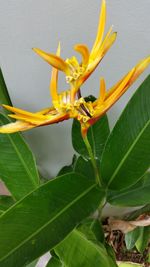 Close-up of day lily plant