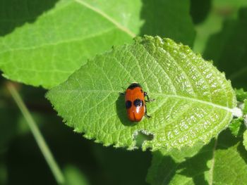 Close-up of ladybug on leaf