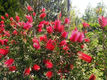 Close-up of red flowering plants in garden