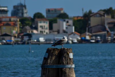 Seagull perching on wooden post by sea against sky