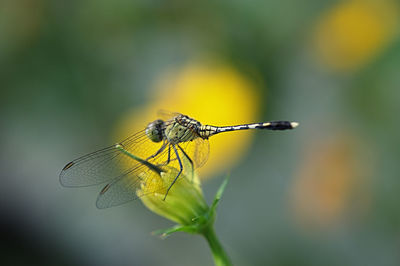 View of damselfly pollinating on yellow flower bud