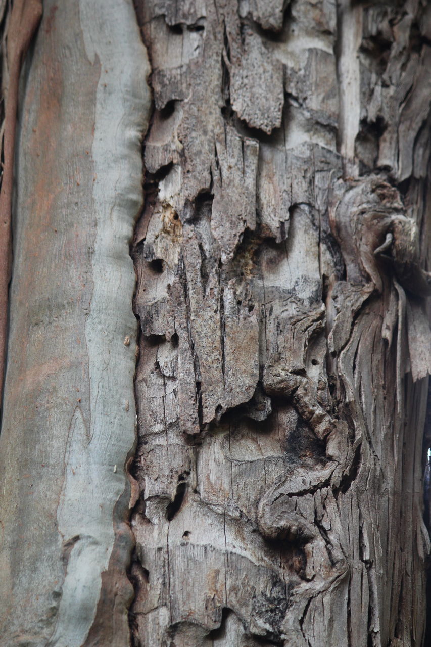 FULL FRAME SHOT OF OLD TREE TRUNK