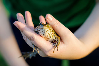 Close-up of hand holding leaf