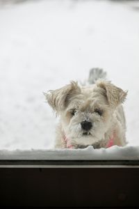 A snow covered yorkie schnauzer dog waiting to come inside in the winter