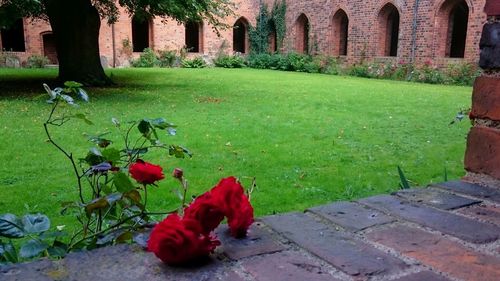 Red flowers in park