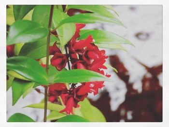 Close up of red flowers