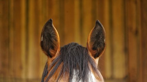 Close-up of horse ears against brown background 