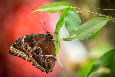 Close-up of butterfly on leaf