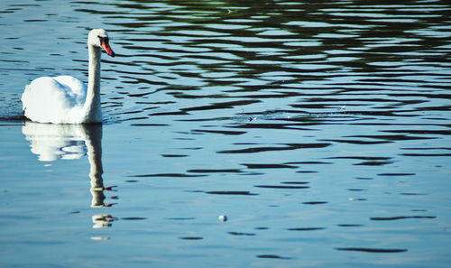 Swan swimming in lake