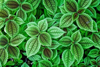 Full frame shot of succulent plant