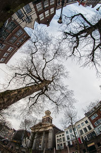 Low angle view of tree in city against sky