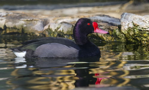 Rosy-billed or rosybill pochard duck, netta peposaca, floating on the water